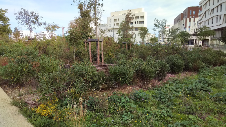 Photo de la micro-forêt Miyawaki sur la place Aristote.